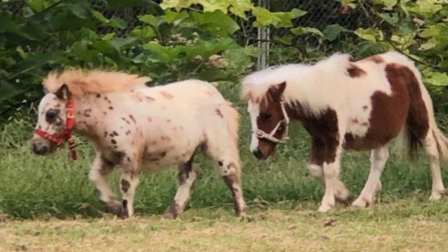castillo my little pony falabella