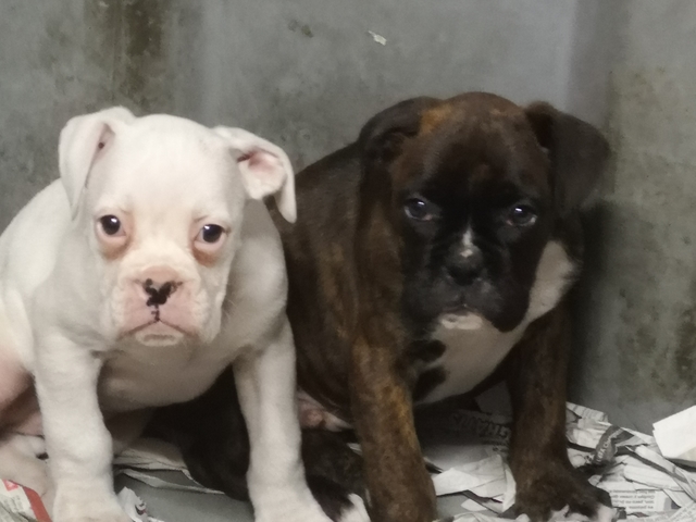 Mil Anuncios Com Boxer Atigrados Compra Venta De Perros Boxer Atigrados Regalo De Cachorros