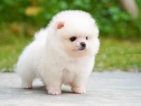 Cute Perro Pomerania Toy Negro