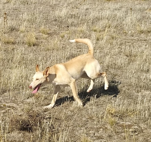el tiempo en cuevas de san marcos