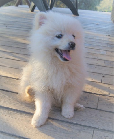 Adorable Pomerania Hembra Blanca