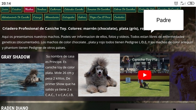 Mil Anuncios Com Caniche Gris Para Montas L O E Pedigree