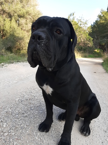 Mil Anuncios Com Cane Corso Compra Venta De Perros Cane Corso