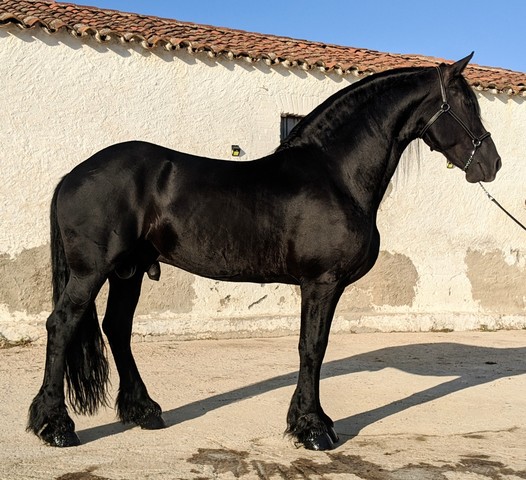 Mil Anuncios Com Frisones Compra Venta De Caballos Frisones En Córdoba Anuncios Con Fotos De Caballos Comprar Un Caballo Todas Las Razas De Caballos