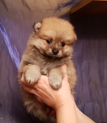 Cute Pomerania Boo Cachorro