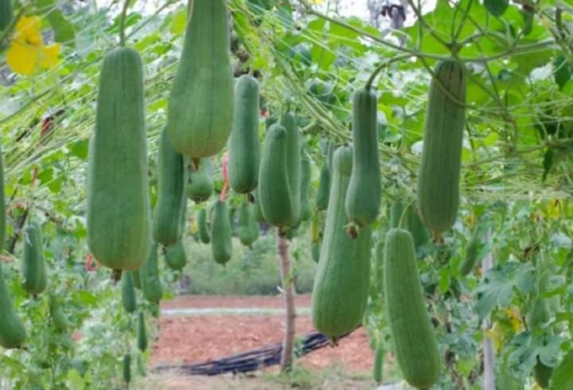 Mil Anuncios Com Semillas Esponja Vegetal Segunda Mano Y Anuncios Clasificados