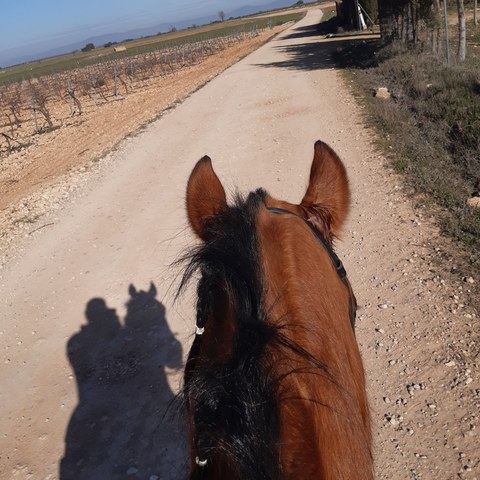 dolor de ingle y caballo