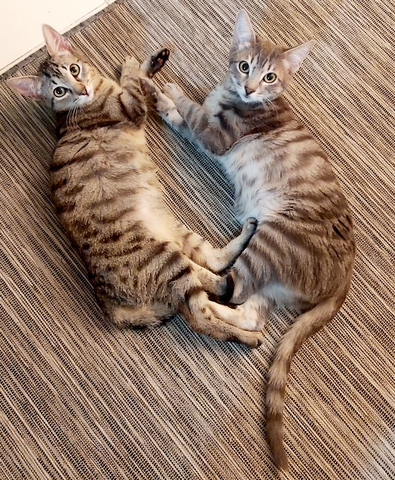 MIL ANUNCIOS.COM - Gato en adopción en Torrevieja