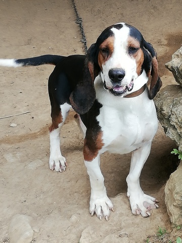MIL Sabueso cántabro