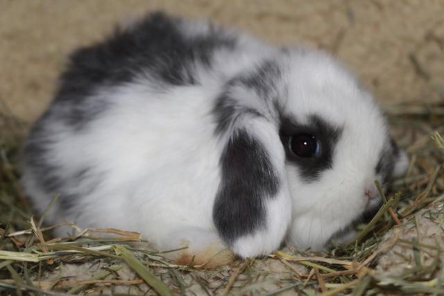 Mil Anuncios Com Conejo Belier Mini Lop Toy