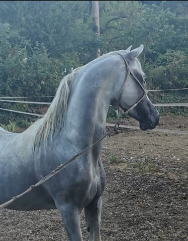 Arabe Egipcio Compra Venta De Caballos Arabe Egipcio Anuncios Con Fotos De Caballos Comprar Un Caballo Todas Las Razas De Caballos Mil Anuncios Com