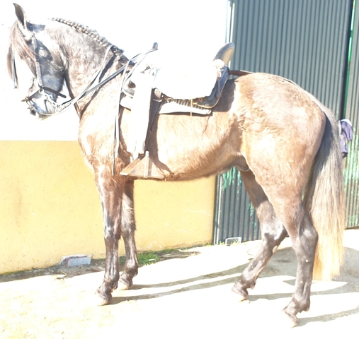Schleich caballos Horse Club caballo poni Shire andaluces Clydesdale pinto etc.