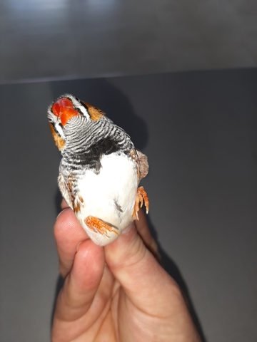 Mil Anuncios Com Diamante Mandarin Mejillas Negras Compra Venta Y Regalo De Mascotas Diamante Mandarin Mejillas Negras