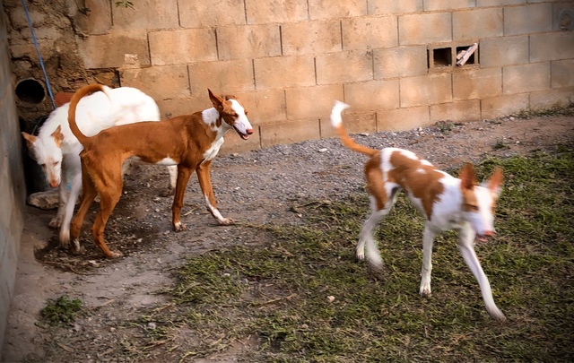 MIL ANUNCIOSCOM Podencos Ibicencos 8 Meses Macho Hembra