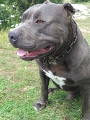 Mil Anuncios Com Pitbull Blue Segunda Mano Y Anuncios Clasificados Mil Anuncios Com Pitbull Blue Segunda Mano Y Anuncios Clasificados