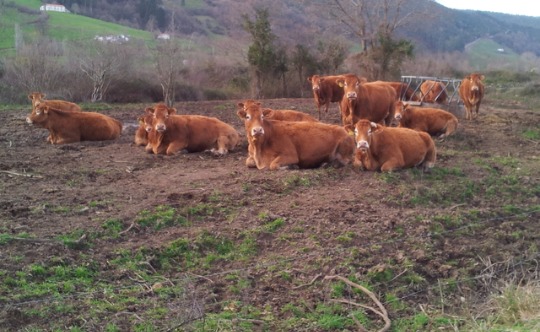 Mil Anuncios Com Peon Agricola Ofertas De Empleo Peon Agricola En Lugo Anuncios De Ofertas De Trabajo Peon Agricola En Lugo