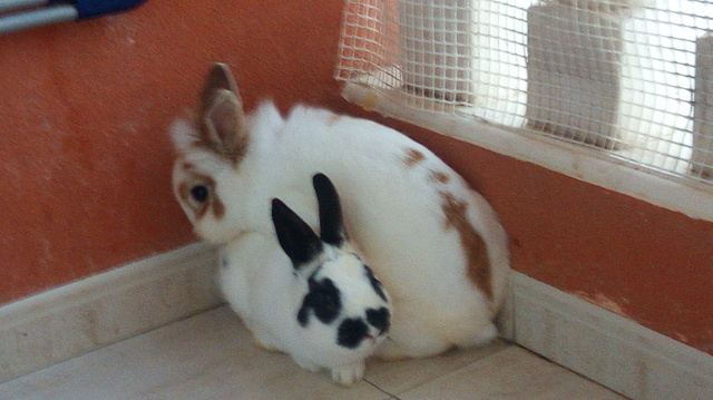 Mil Anuncios Com Se Vende Conejo Blanco Y Negro