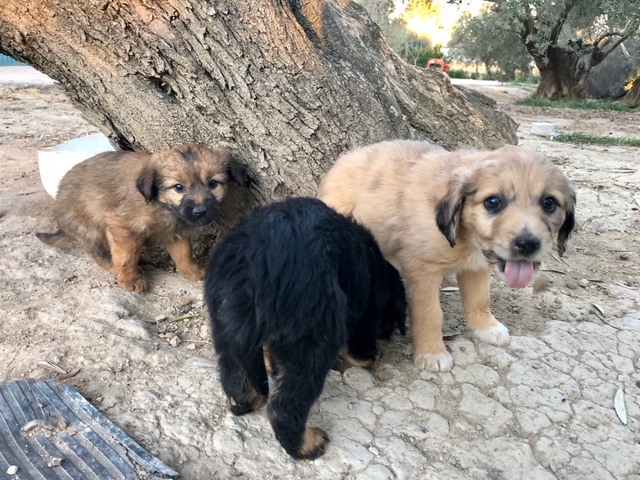 MIL ANUNCIOS.COM - Se regalan 7 cachorros mastines