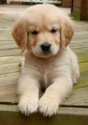 Cuanto Cuesta Golden Retriever Bebe Precio Dogs Life Beds Cuanto Cuesta Golden Retriever Bebe Precio Dogs Life Beds