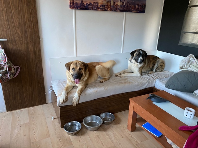 Perros Que Se Regalen En Salamanca