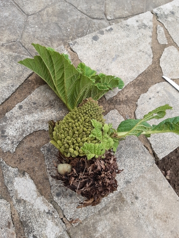 Mil Anuncios Com Plantas Gunneras Hojas Grandes
