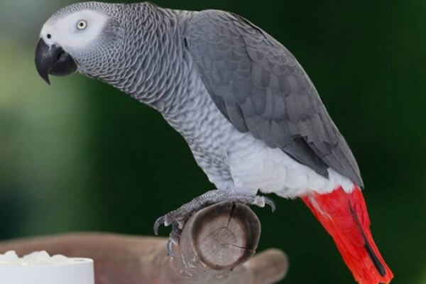 MIL ANUNCIOS.COM - Loro gris africano. Compra venta de pajaros ...