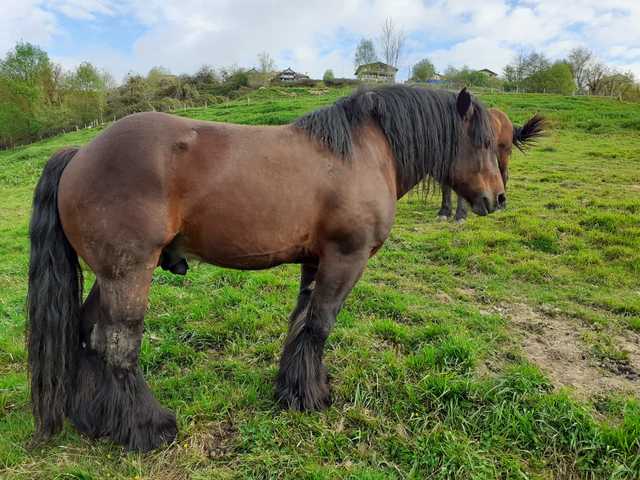 MIL Vendo caballo burguete