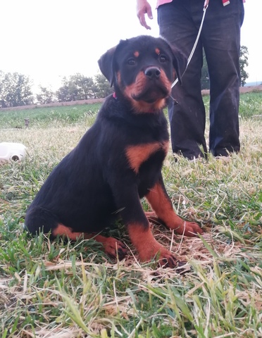 rottweiler cachorros