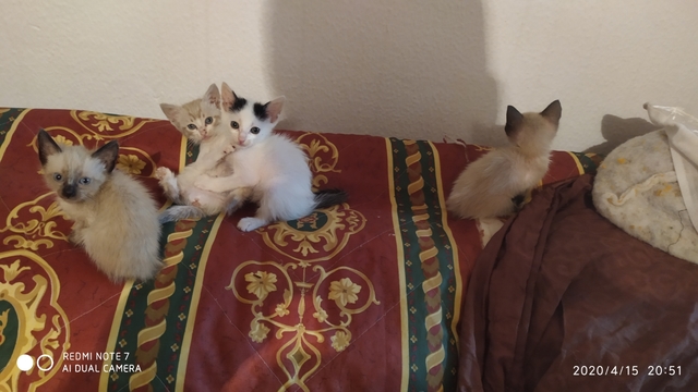 Regalo Gatitos Recien Nacidos Anuncios Mayo Clasf