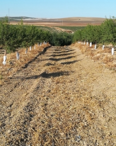 Mil Anuncios Com Peon Agricola Ofertas De Empleo Peon Agricola En Castilla La Mancha Anuncios De Ofertas De Trabajo Peon Agricola En Castilla La Mancha