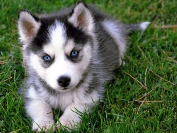 Cuanto Cuesta Enviar Un Perro Por Mrw