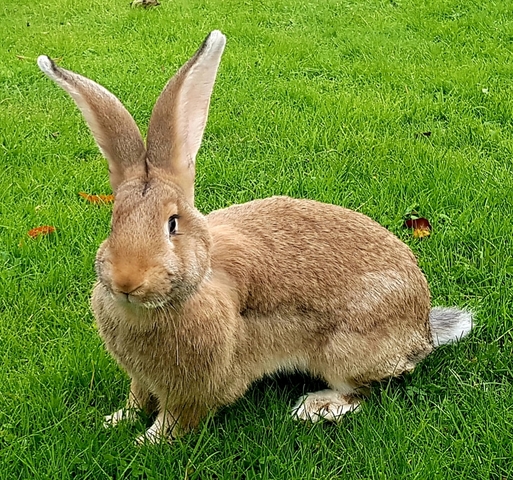 Mil Anuncios Com Gigantes Compra Venta De Conejos Gigantes En Asturias Anuncios Con Fotos De Conejos Comprar Un Conejo Todas Las Razas De Conejos