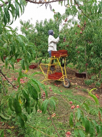 Mil Anuncios Com Busco Trabajos De Peon Agricola