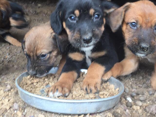 Perros Que Se Regalen En Salamanca