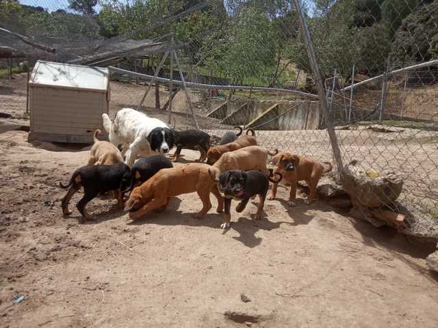 Perros Que Se Regalen En Salamanca