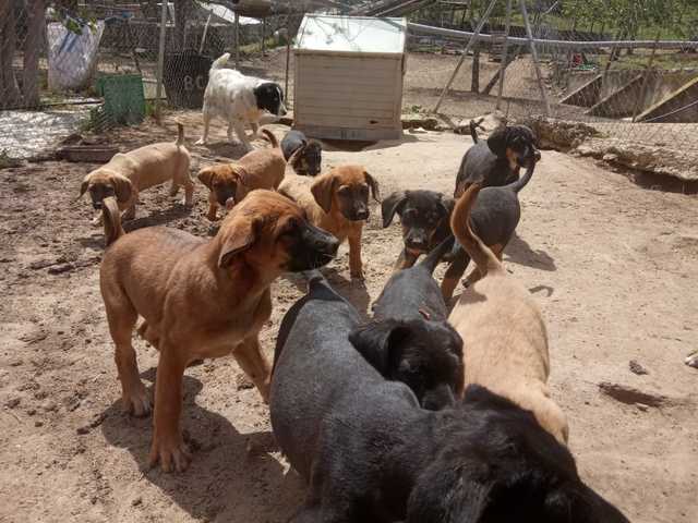 Perros Que Se Regalen En Salamanca