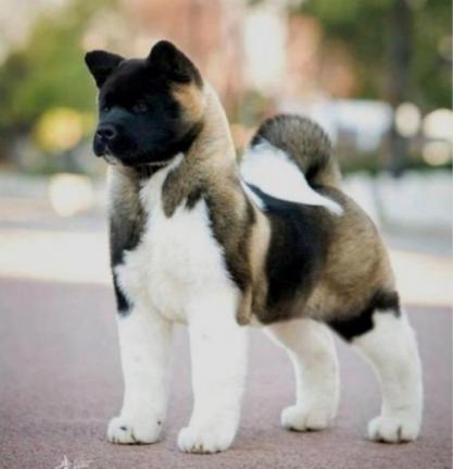 shiba inu características