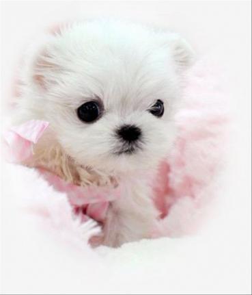 shiba inu características