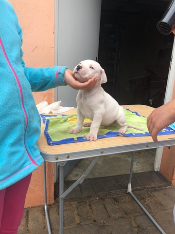 Mil Anuncios Com Cambia Perro Compra Venta De Perros Cambia Perro Regalo De Cachorros Pag 6