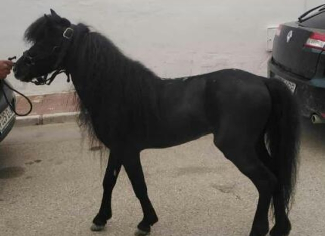 MIL ANUNCIOS.COM Caballito niños Segunda mano y anuncios MIL ANUNCIOS.COM Caballito niños Segunda mano y anuncios