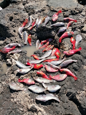 Artes De Pesca Vamos A Pescar Vieja