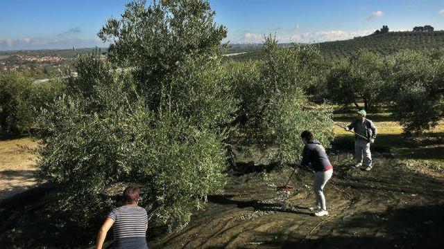 Mil Anuncios Com Peon Agricola Ofertas De Empleo Peon Agricola En Andalucia Anuncios De Ofertas De Trabajo Peon Agricola En Andalucia