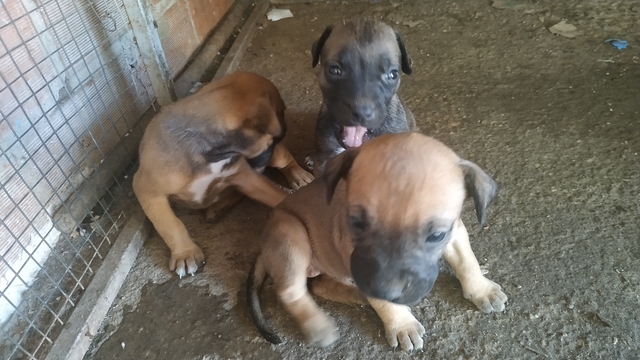 Perros Que Se Regalen En Salamanca