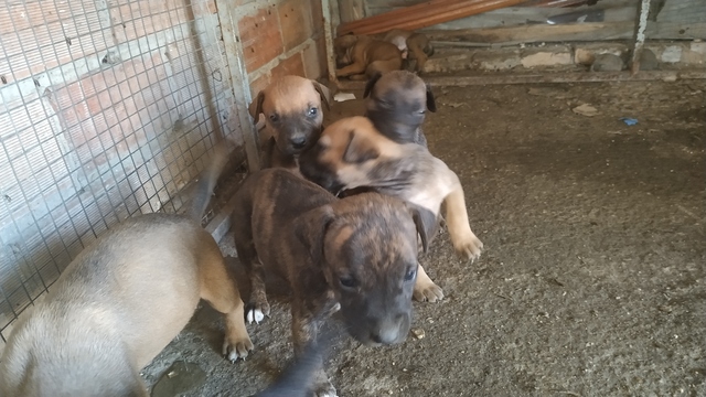 Perros Que Se Regalen En Salamanca