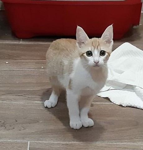Milanuncios Compra Venta De Gatos Bebes En Valencia Anuncios Con Fotos De Gatos Comprar Un Gato Todas Las Razas De Gatos