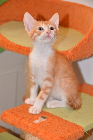 Mil Anuncios Com Cachorros Compra Venta De Gatos Cachorros En Valencia Anuncios Con Fotos De Gatos Comprar Un Gato Todas Las Razas De Gatos