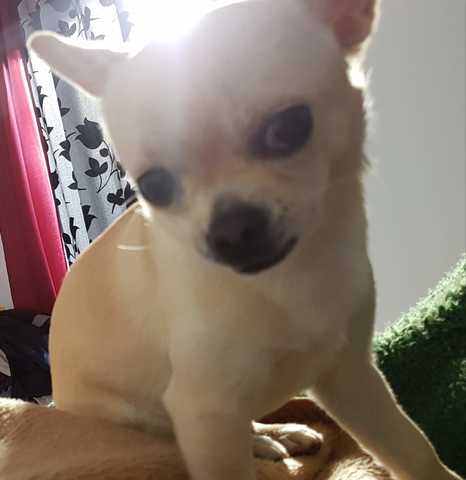 Mil Anuncios Com Chihuahua Busca Novia Segunda Mano Y Anuncios Clasificados