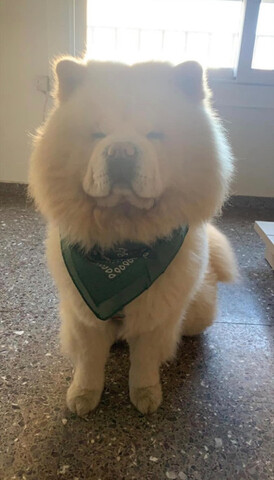 Mil Anuncios Com Chow Chow Blanco Segunda Mano Y Anuncios Clasificados Mil Anuncios Com Chow Chow Blanco Segunda Mano Y Anuncios Clasificados