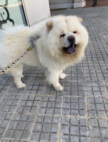 Mil Anuncios Com Chow Chow Blanco Segunda Mano Y Anuncios Clasificados Mil Anuncios Com Chow Chow Blanco Segunda Mano Y Anuncios Clasificados
