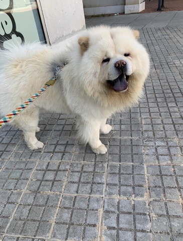 Mil Anuncios Com Chow Chow Blanco Segunda Mano Y Anuncios Clasificados